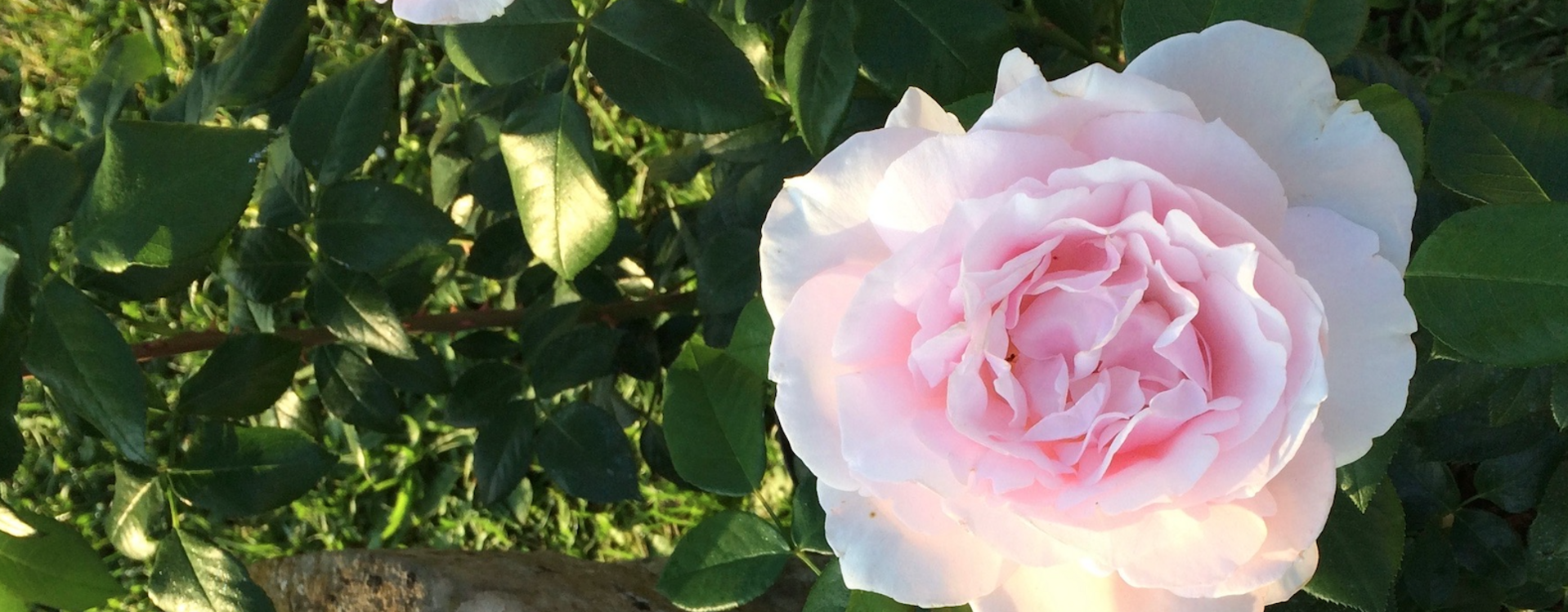 Le Baptême de la rose à Apremont sur Allier en région Centre-Val de Loire